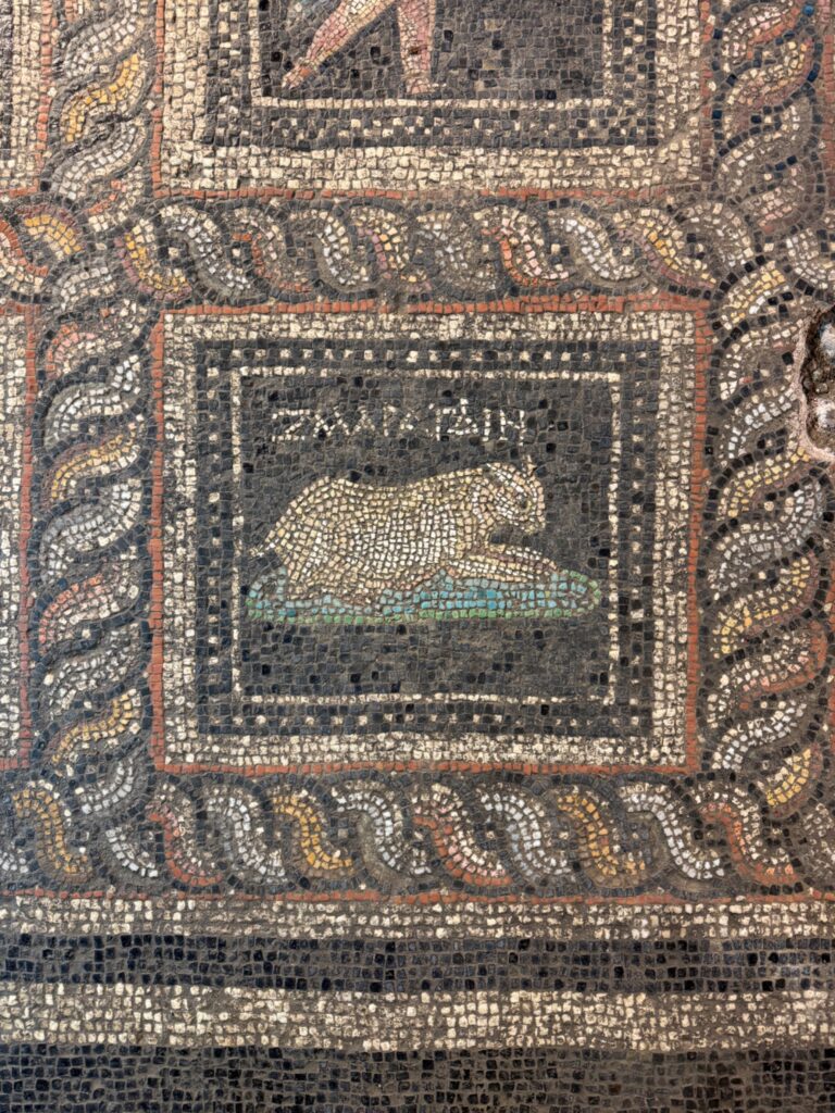 Mosaic depiction of a cat from the Roman villa at Adramytteion, accompanied by an inscription giving a name interpreted as meaning “Emerald.” Credit: AA