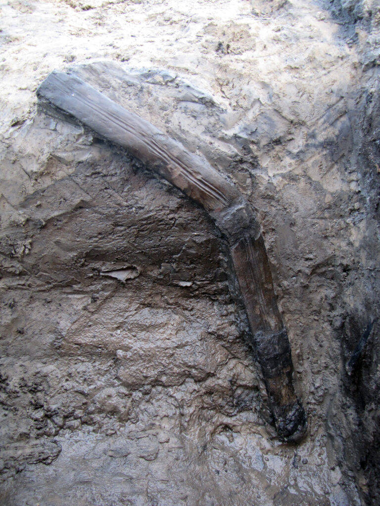 
The wooden throwing stick found in situ, standing vertically against the wall of the ditch at Urville-Nacqueville. Credit: A. Lefort / Inrap / UMR 6566-CReAAH.