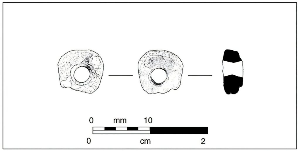 
The oldest known giant rock scallop (Crassadoma gigantea) shell bead, excavated at the Turkey Flat site in Monterey County, California. Radiocarbon dating places the bead at roughly 8,500 years old, and isotope analysis traces its origin to the Southern California coast, hundreds of miles away. Credit: Price et al., 2026, California Archaeology.