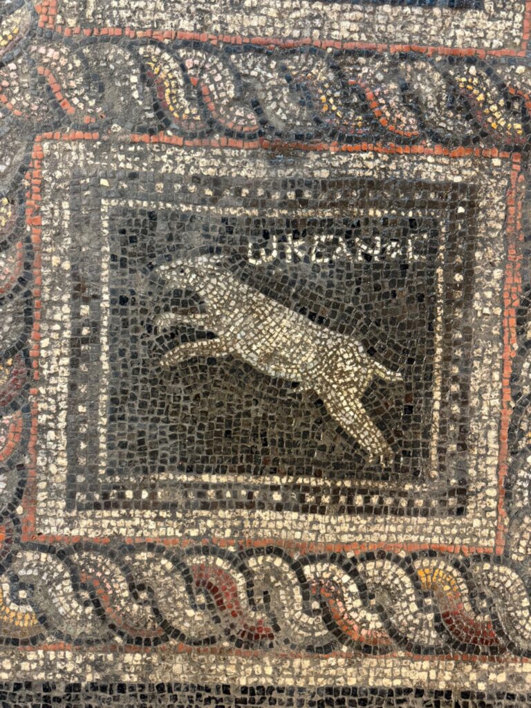 
Mosaic depiction of a dog from the Roman villa at Adramytteion, identified by an inscription with the name “Okyanos” (“Ocean”). Credit: AA