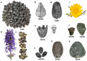 Scientists Built an AI That Can “Read” 7,000-Year-Old Seeds