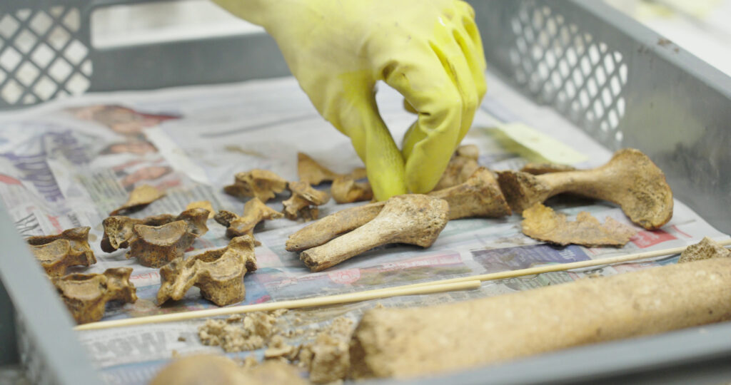 Archaeologists subsequently excavated 129 complete or partially complete skeletons from a shallow pit measuring roughly five by 4.5 meters.  Credit:  Pavel Cuzuioc