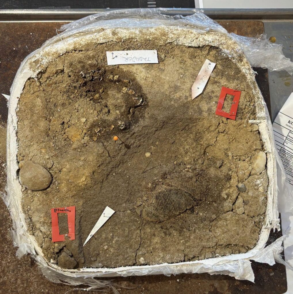 The burial remains after excavation, with the shell-shaped brooches and preserved textile fragments visible. Credit: Arkæologi Vestjylland.