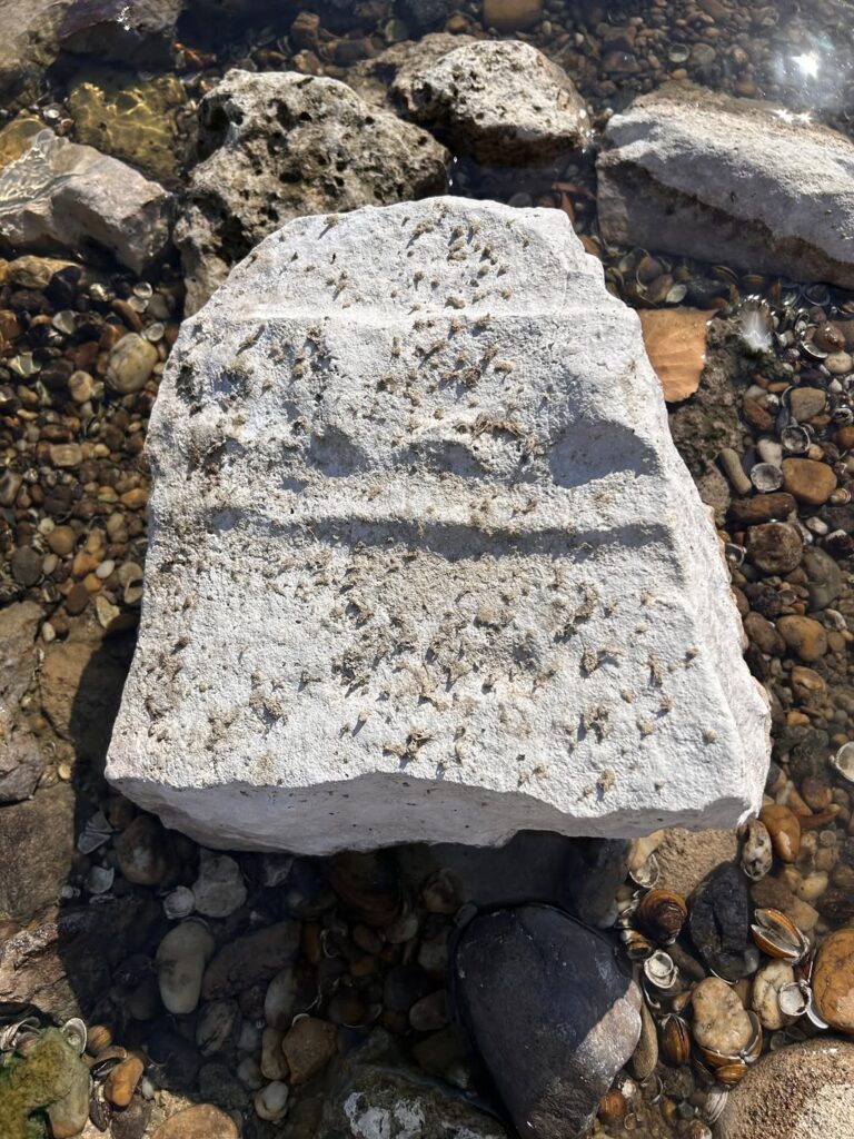 Two Roman limestone fragments were found along the same formerly submerged shoreline. Credit: Dr. Szabó Antal, Intercisa Museum