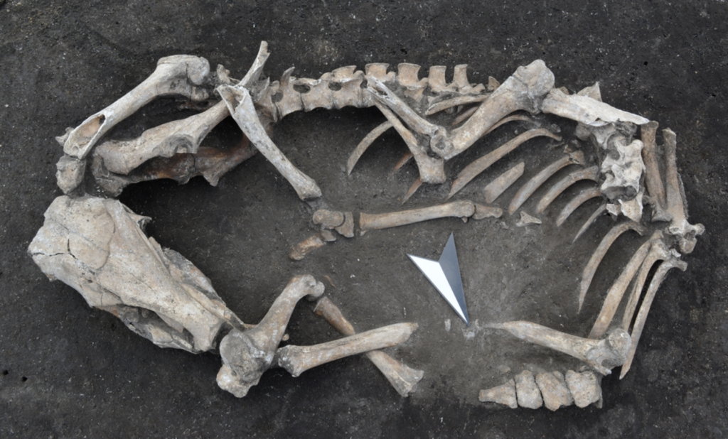 The exposed skeleton of one of the animals found at the site, preserved in situ. Credit: Landesamt für Denkmalpflege und Archäologie Sachsen-Anhalt / Klaus Bentele.