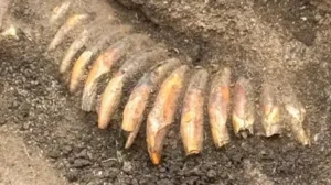 5,000-Year-Old Burial Mound in Poland Reveals Man Buried with 42-Tooth Necklace and Battle Axe