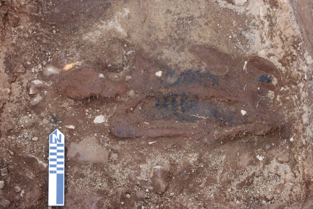 Partially excavated human skeleton in a medieval Norse cemetery in Greenland, with a north-pointing archaeological scale beside the remains.