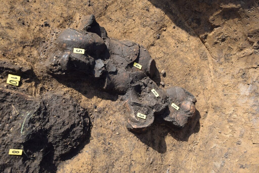 Pottery vessels and fragments exposed in the soil during archaeological excavations in Czechia.