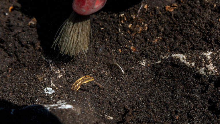 Close-up of a gold ring partially exposed in soil beside an archaeological excavation brush at Tofta, Gotland.