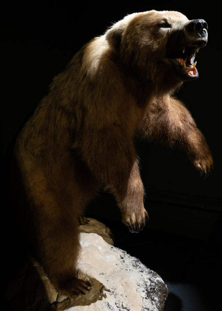 Studies have shown that the Irish brown bear was an intermediate between the modern brown bear and the modern polar bear. Credit: Karen Cox, the National Museum of Ireland