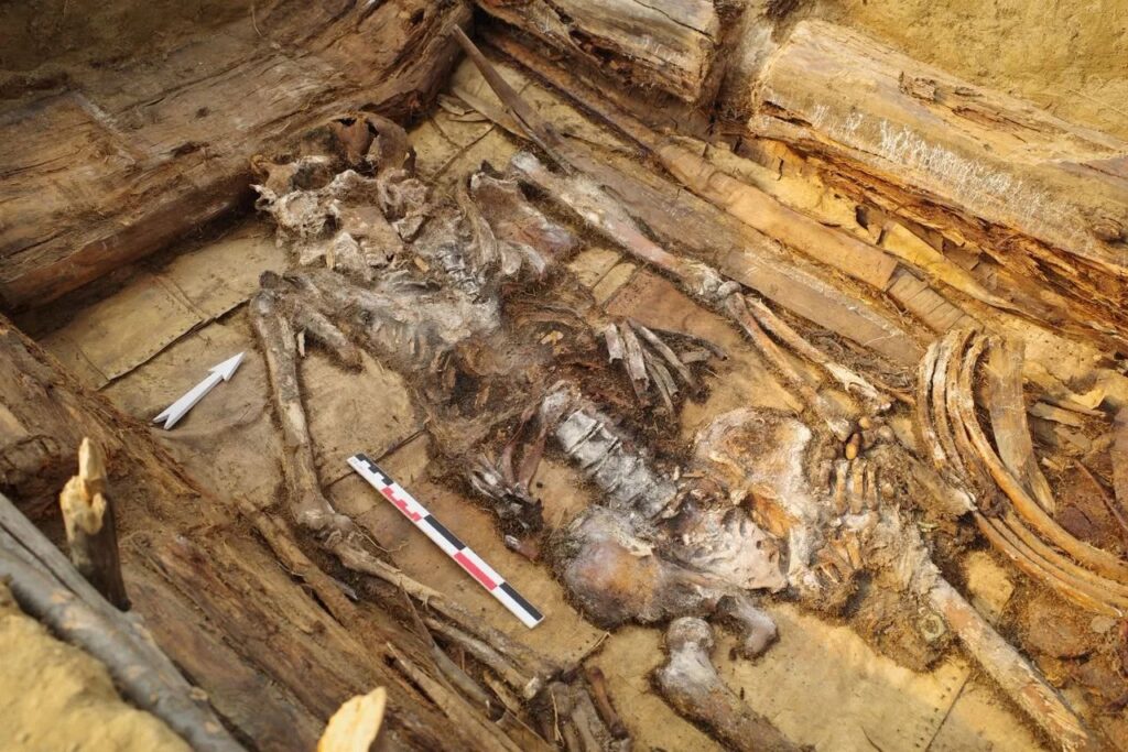 Close-up of a warrior's skeleton and associated burial objects inside a wooden grave in Yakutia.