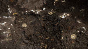 Roman Silver Hoard Found in Sweden Holds a 1,800-Year-Old Surprise