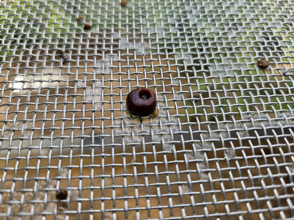 Small amber bead found between stones on the floor of a Late Neolithic tomb in Norway.