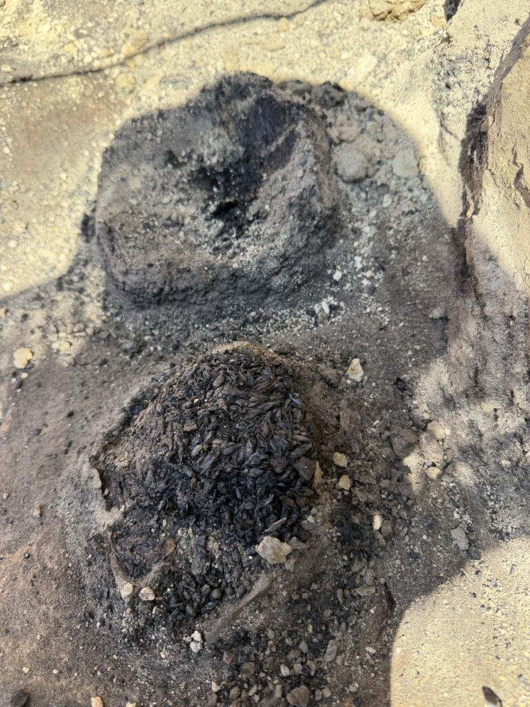 Charred germinated emmer wheat found inside a 6,500-year-old burned house at Provadia-Solnitsata in Bulgaria.