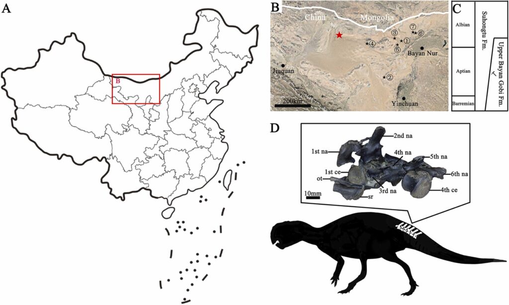
The 208GPV01 fossil from the Bayan Gobi Formation in the Yin’gen-Ejinaqi Basin, China. Image credit: Li et al. 2026