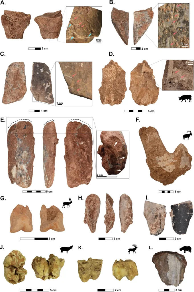 Taphonomic modifications and anthropogenic traces on faunal remains from the Lebanese legacy collections.