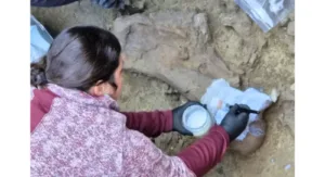 A 12,500-Year-Old Gomphothere Skull in Chile Bears Signs of Human Intervention