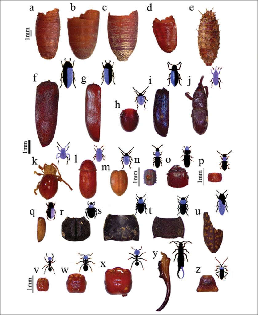 Insect remains recovered from the Cruz de la Esquina burial cave, including flies, beetles, grain pests, and other species linked to decomposition and food storage