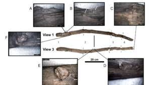430,000-Year-Old Wooden Tools Found in Greece Are the Oldest Handheld Examples Known