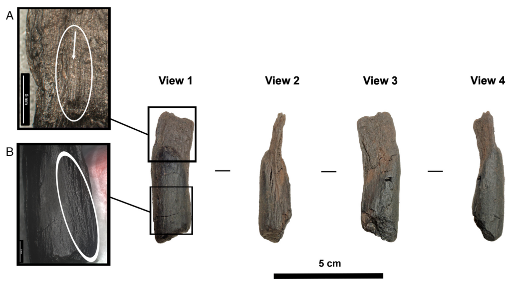 A tiny 430,000-year-old wooden tool from Marathousa 1 in Greece. Close-up images show marks left by deliberate shaping and scraping, confirming that the piece was worked by early hominins. Credit: Milks et al. (2026) / PNAS