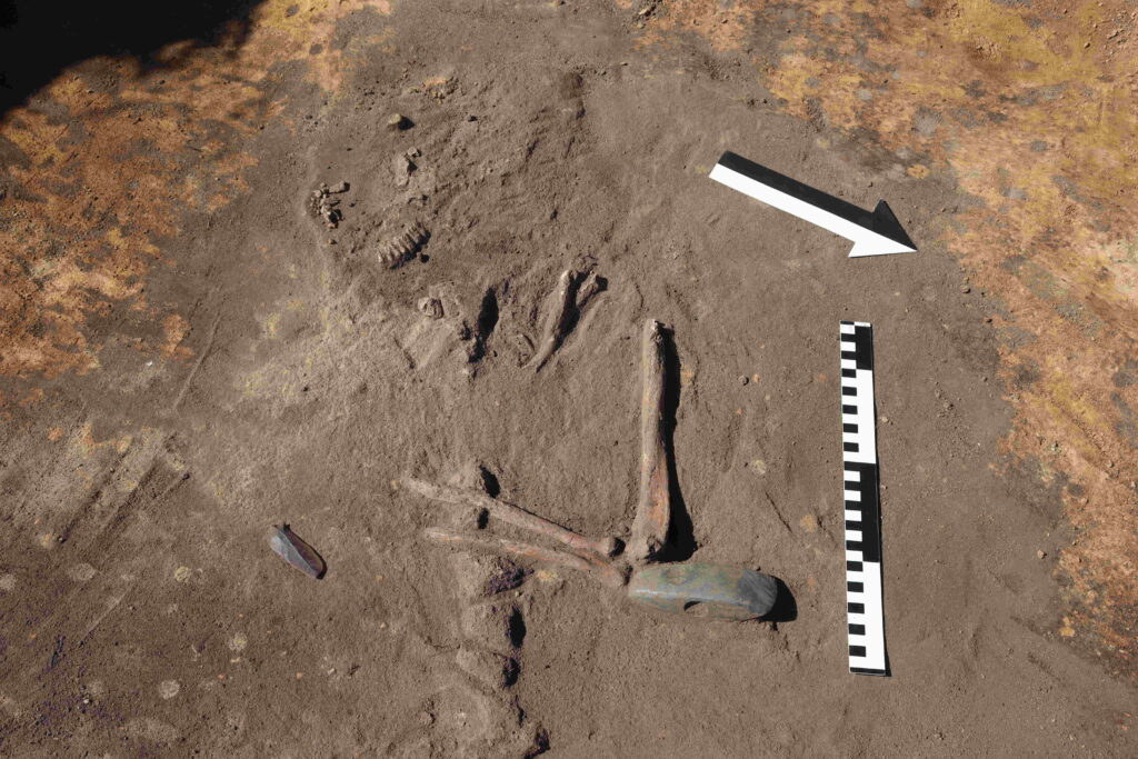 The serpentinite battle axe found beside the man’s right elbow; above it are teeth from one of the two additional skulls placed in the grave. Credit: Wroclaw Medical University