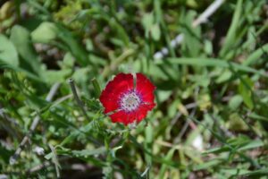 Archaeologists Discover 4,000-Year-Old Seeds of Ankara’s Endemic Flower in Hittite Vessel
