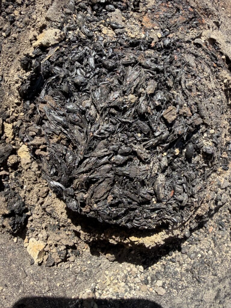 Close-up of charred germinated emmer grains linked to prehistoric beer production at Provadia-Solnitsata.