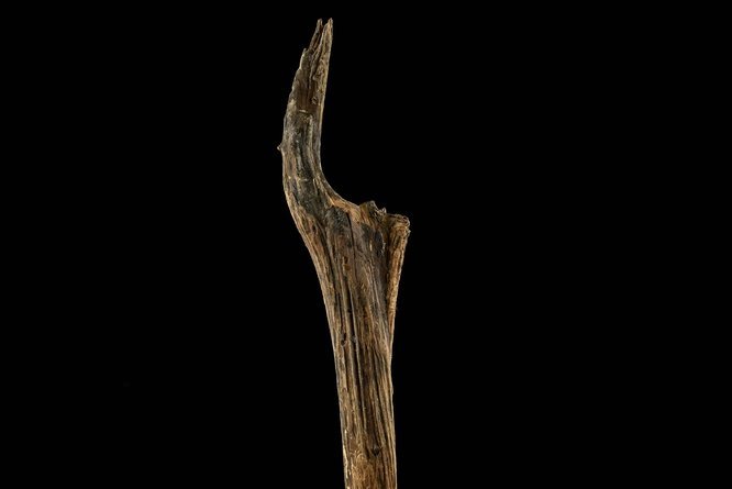 10,500-year-old wooden post from Lake Arendsee with visible felling and working marks.