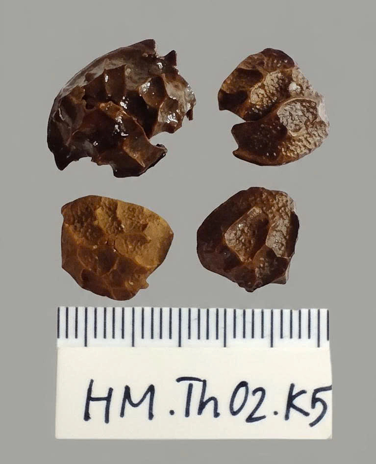 Four preserved fragments of ancient apricot and plum peel displayed beside a measuring scale following excavation in Vietnam.