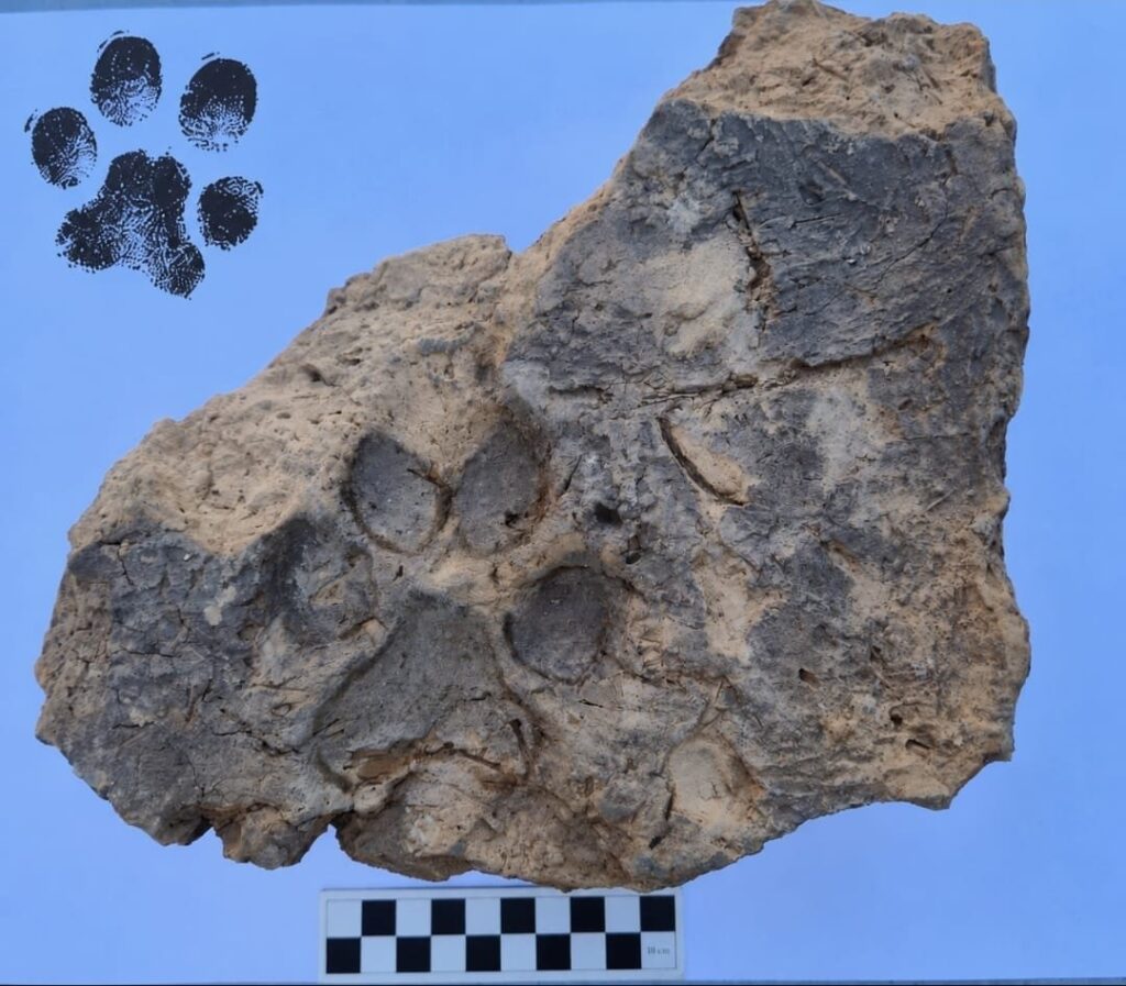 Ancient dog paw print preserved on a Bronze Age mudbrick from Tavşanlı Höyük, Türkiye.