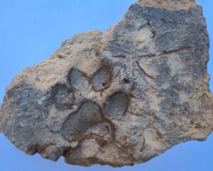4,000-Year-Old Dog Paw Prints Found at Tavşanlı Höyük in Türkiye