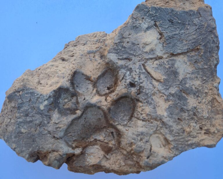 4,000-Year-Old Dog Paw Prints Found at Tavşanlı Höyük in Türkiye