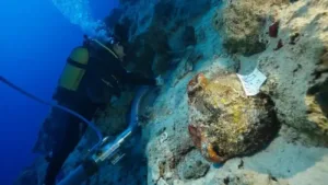 A 4,700-Year-Old Shipwreck, Nine Mysterious Marks, and an Unexpected Clue to Life at Sea