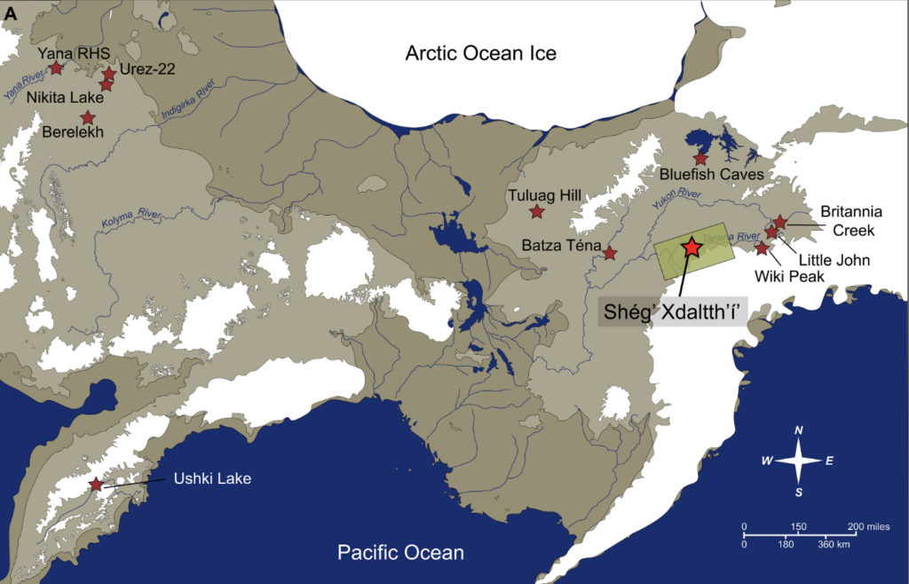 Map of Ice Age Beringia showing the ancient land bridge between Siberia and Alaska, surrounding ice sheets, and the location of the 13,800-year-old Shég’ Xdaltth’í’ archaeological site.