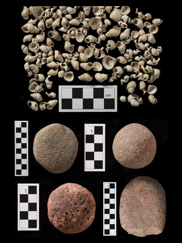 Shells and grindstones discovered in the faience workshop at Sanam Temple.