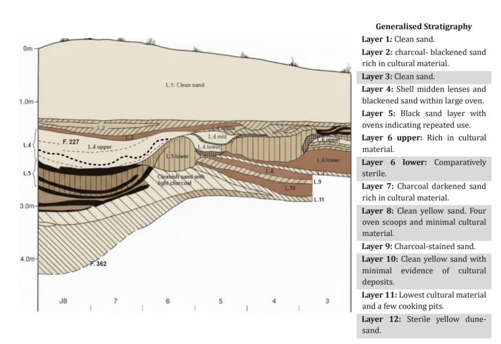 Stratigraphic diagram of the Waihemo archaeological site showing successive occupation layers, cooking features, and brown sediment layers indicating pauses in human activity.