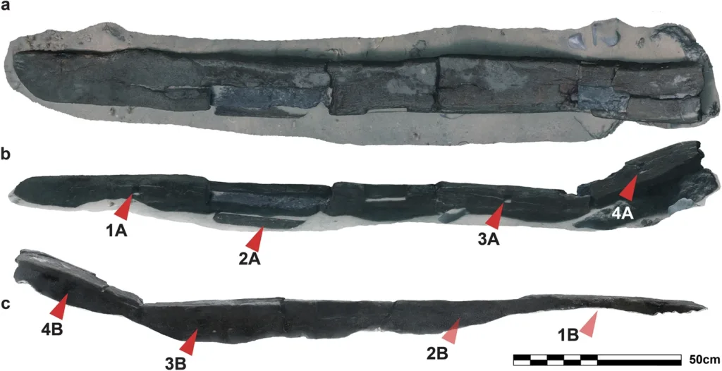 Three-dimensional model of the ancient Dor L2 anchor stock, showing its top and side faces and the square slots cut into the wooden structure.