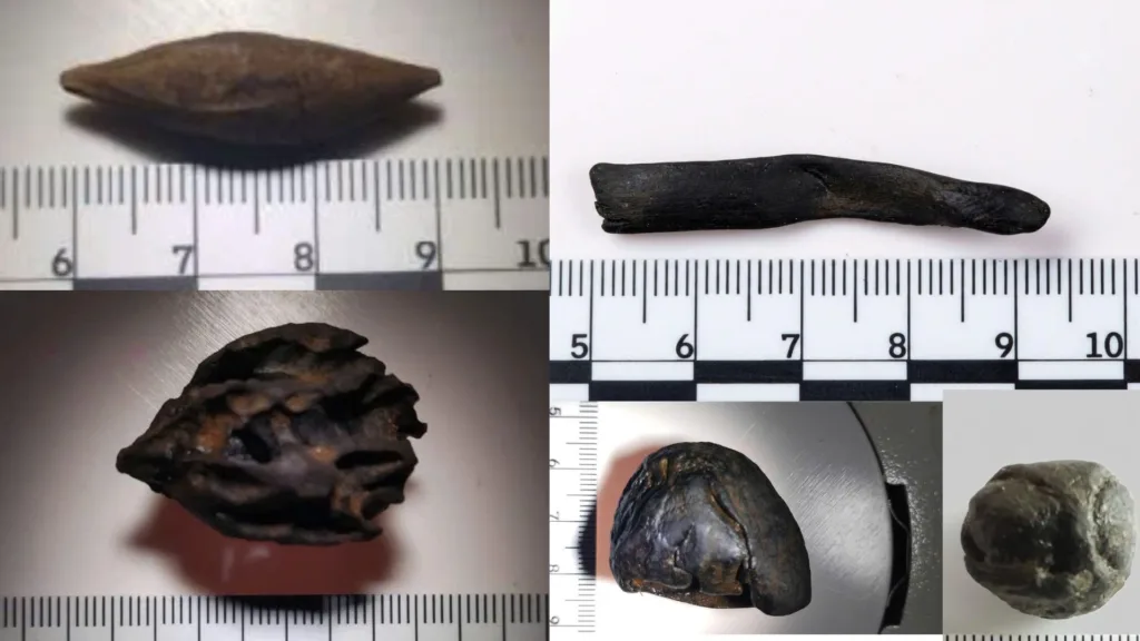 Close-up photographs of ancient seeds and botanical specimens recovered from wooden boat structures in northern Vietnam, shown alongside measuring scales.