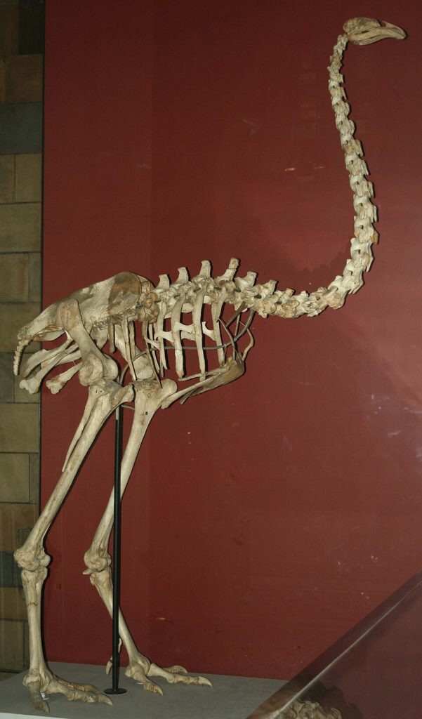 Mounted skeleton of an extinct giant moa, showing its long neck, large body, and powerful legs, displayed at the Natural History Museum in London.