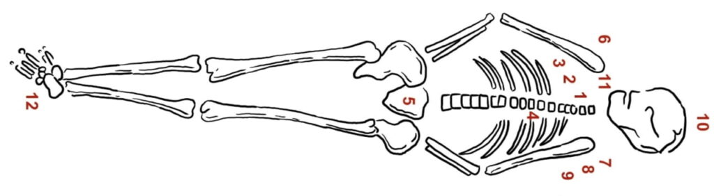 Plan of the presumed male burial in the Dendra tholos, with weapons, vessels, ornaments, and other grave goods arranged around the skeleton.